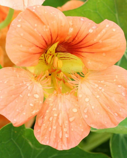 Nasturtiums Tip Top Alaska Salmon WCS Seeds