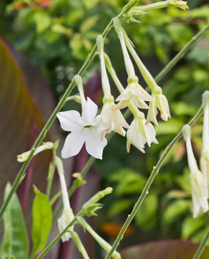 Nicotiana Jasmine Tobacco WCS Seeds