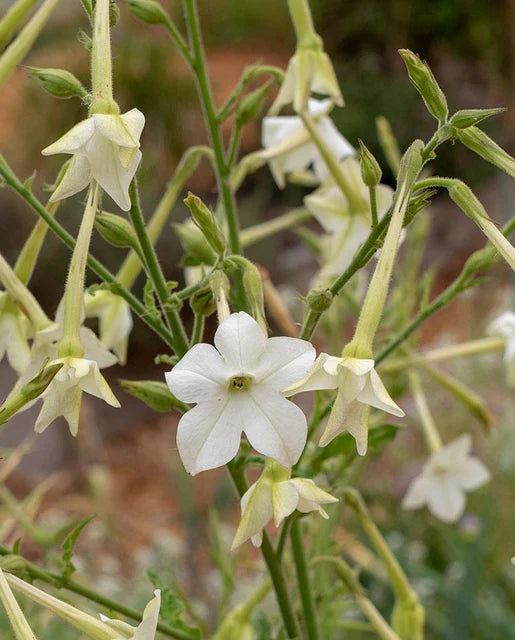 Nicotiana Jasmine Tobacco WCS Seeds
