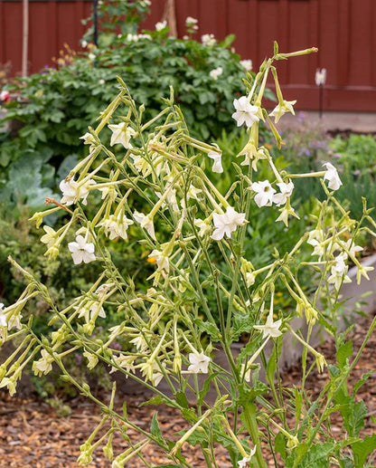 Nicotiana Jasmine Tobacco WCS Seeds