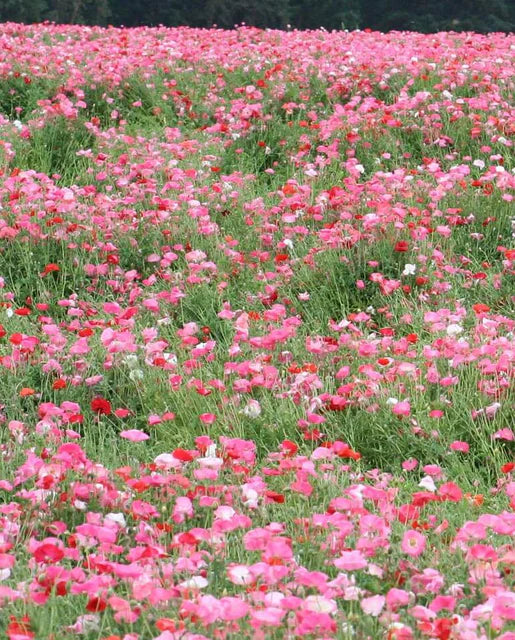Poppies Shirley Double Mix WCS Seeds