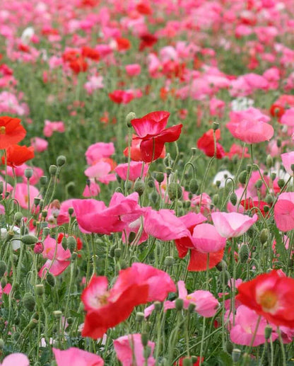 Poppies Shirley Double Mix WCS Seeds