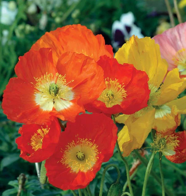 Poppy Iceland WCS Seeds