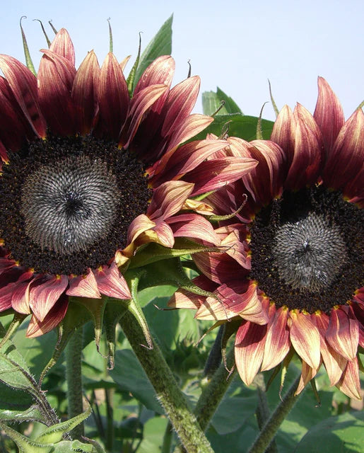 Sunflowers Cherry Rose WCS Seeds