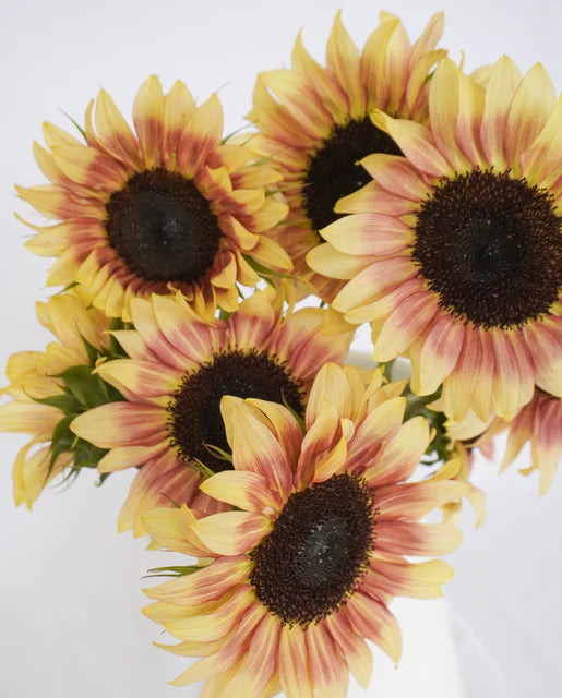 Sunflowers Cherry Rose WCS Seeds