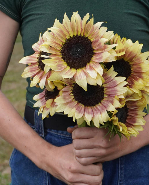 Sunflowers Cherry Rose WCS Seeds