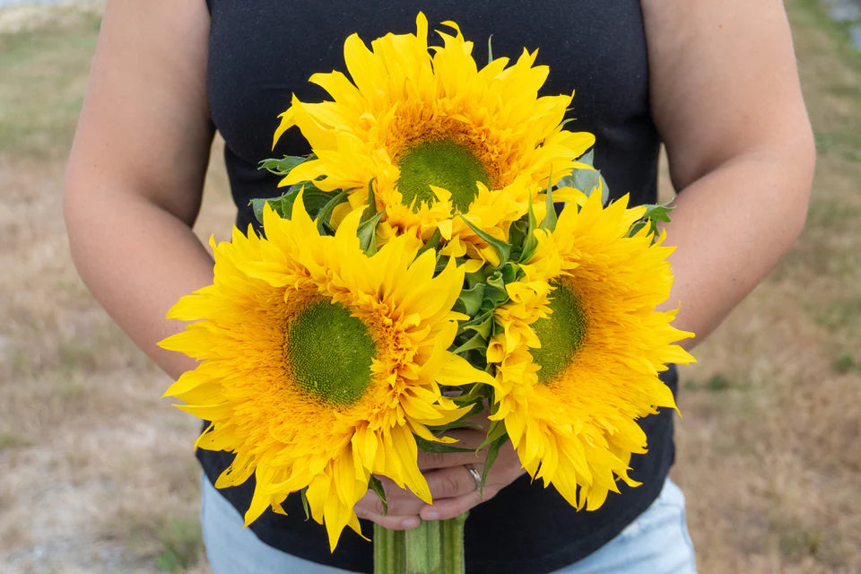 Sunflower Starburst Greenburst DMR WCS Seeds