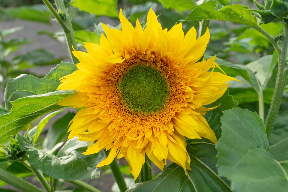 Sunflower Starburst Greenburst DMR WCS Seeds