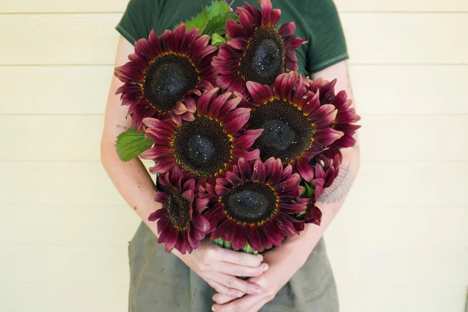 Sunflower Procut Red WCS Seeds
