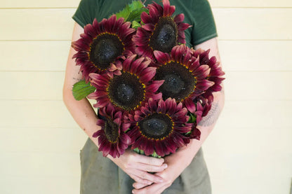 Sunflower Procut Red WCS Seeds