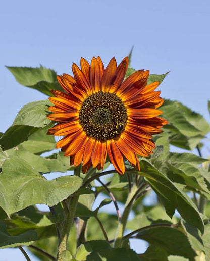 Sunflowers Velvet Queen WCS Seeds