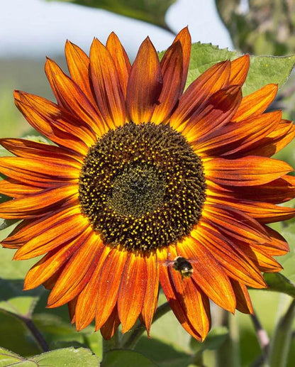 Sunflowers Velvet Queen WCS Seeds