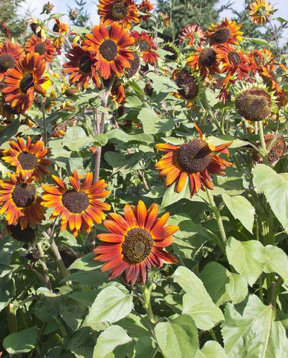 Sunflowers Velvet Queen WCS Seeds