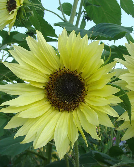 Sunflowers Lemon Queen WCS Seeds