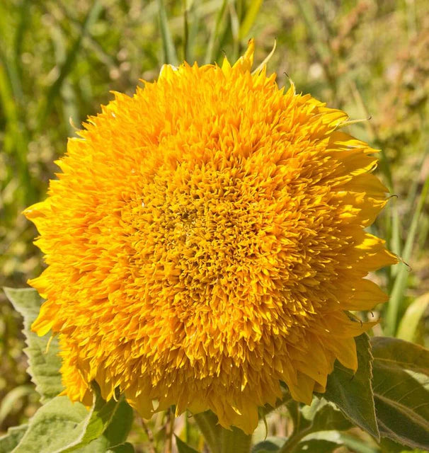 Sunflowers Teddy Bear WCS Seeds