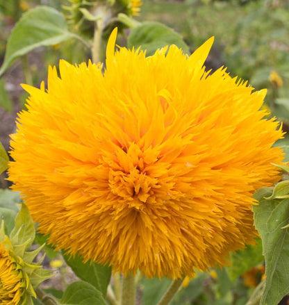 Sunflowers Teddy Bear WCS Seeds