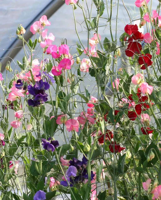 Sweet Peas Mammoth Blend WCS Seeds