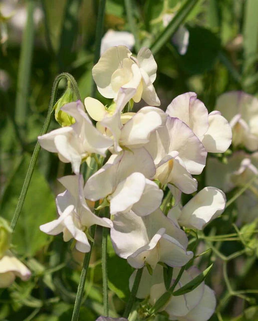 Sweet Peas High Scent WCS Seeds