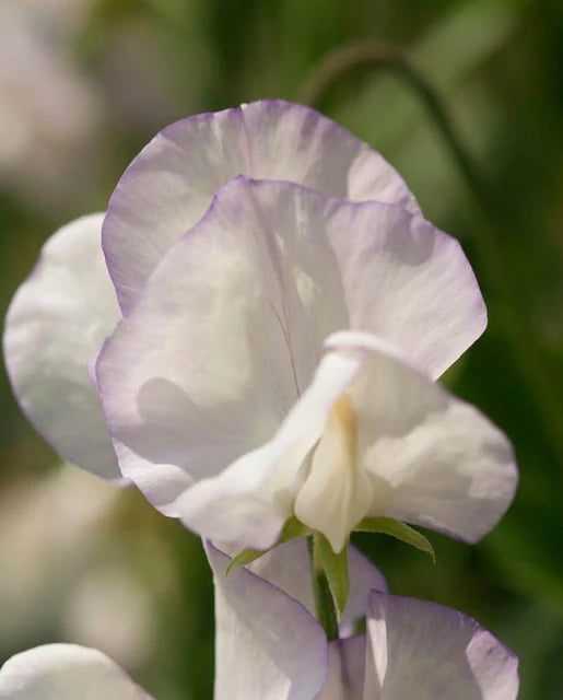 Sweet Peas High Scent WCS Seeds