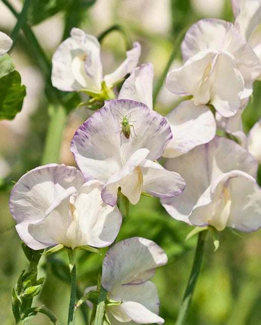 Sweet Peas High Scent WCS Seeds