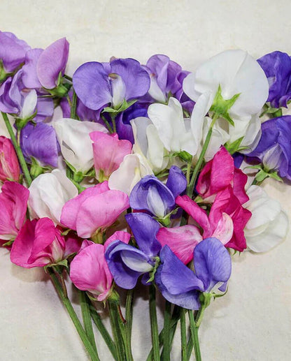 Sweet Peas Early Multiflora Blend WCS Seeds