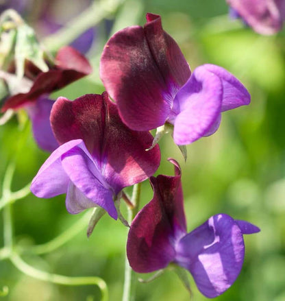 Sweet Peas Matucana WCS Seeds