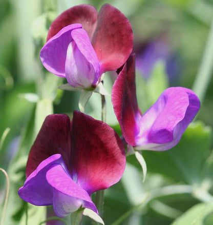 Sweet Peas Matucana WCS Seeds