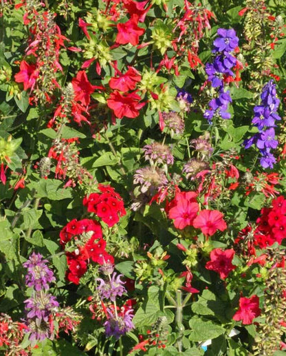 Wildflowers Hummingbird Blend WCS Seeds SM