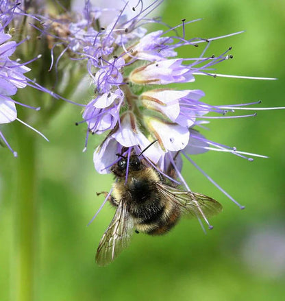 Phacelia Lacy WCS Seeds