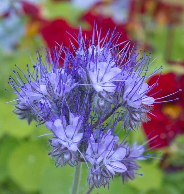 Phacelia Lacy WCS Seeds