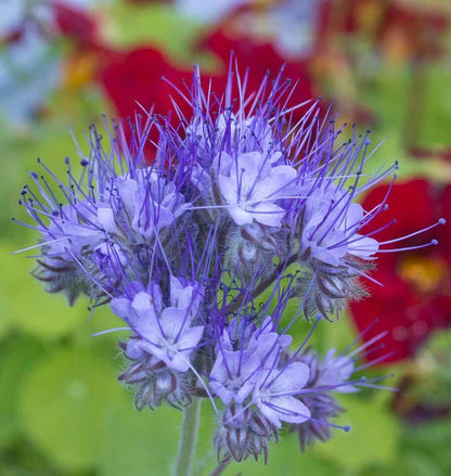 Phacelia Lacy WCS Seeds