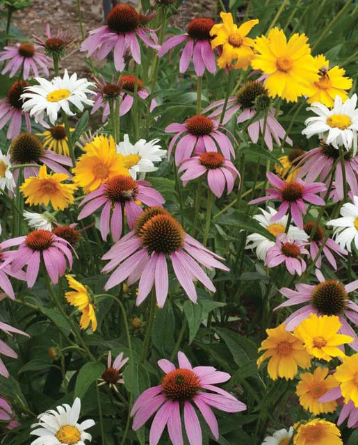 Wildflowers Perennial Blend WCS Seeds SM