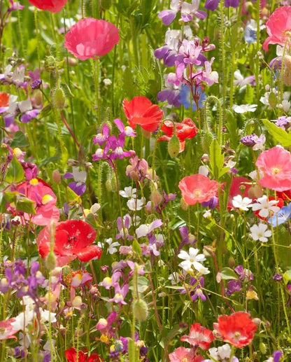 Wildflower Partial Shade Blend WCS Seeds SM