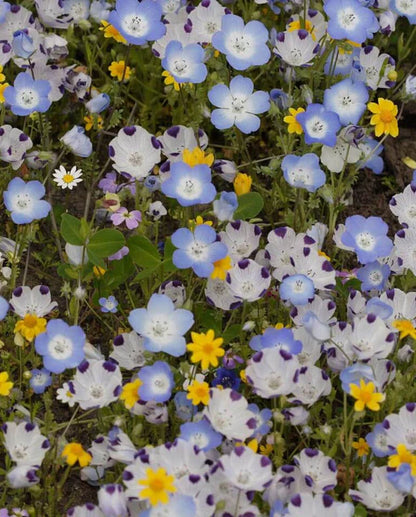 Wildflower Alternative Lawn Blend WCS Seeds SM