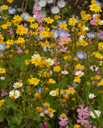 Wildflower Alternative Lawn Blend WCS Seeds LG