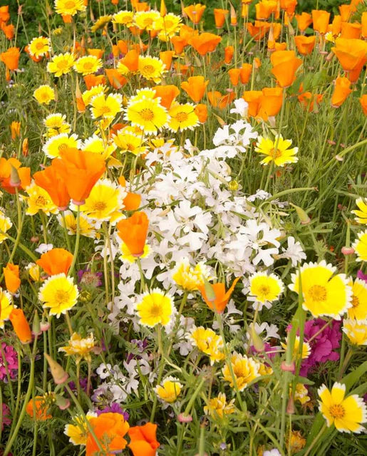 Wildflower Xeriscape Blend WCS Seeds SM