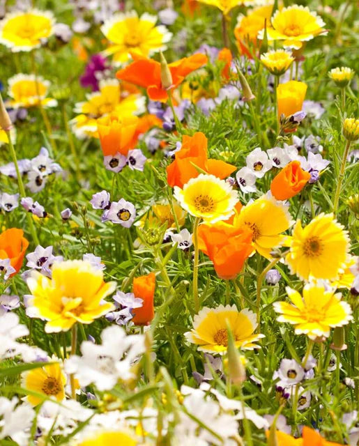 Wildflower Xeriscape Blend WCS Seeds SM