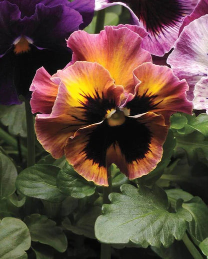 Viola Frizzy Fruit Salad WCS Seeds