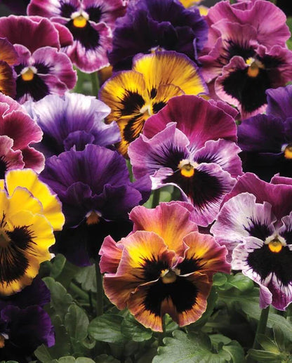 Viola Frizzy Fruit Salad WCS Seeds