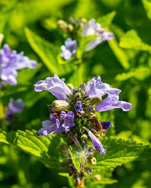 Nepeta Blue Panther WCS Seeds