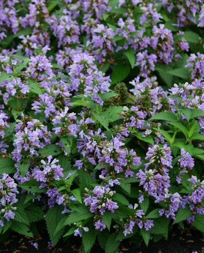 Nepeta Blue Panther WCS Seeds