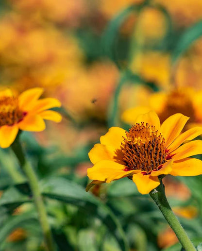 Zinnias Soleado WCS Seeds