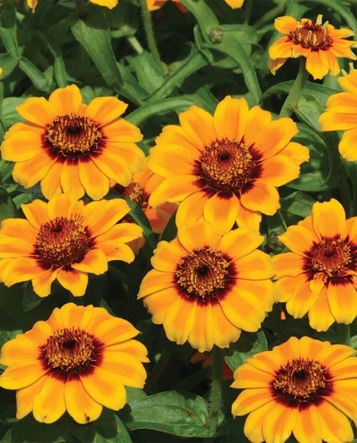 Zinnias Soleado WCS Seeds