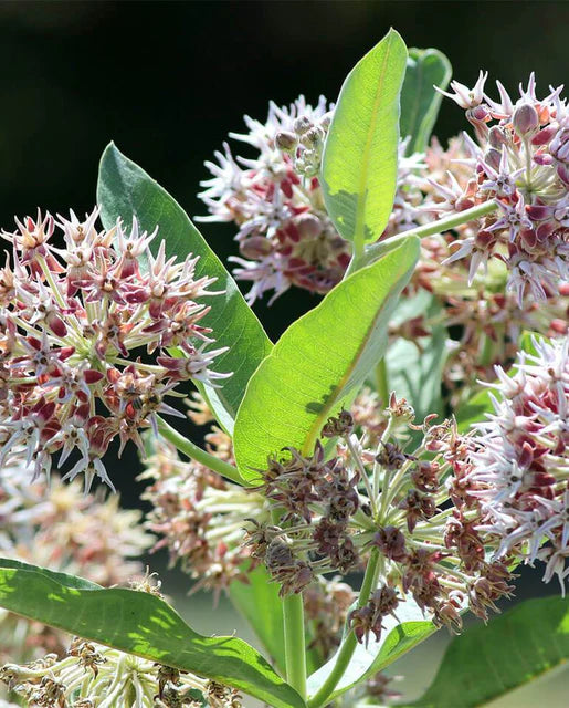 Milkweed Showy WCS Seeds
