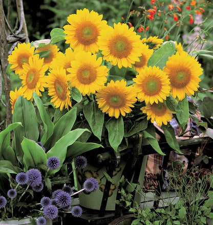 Sunflowers Sunrich Gold WCS Seeds