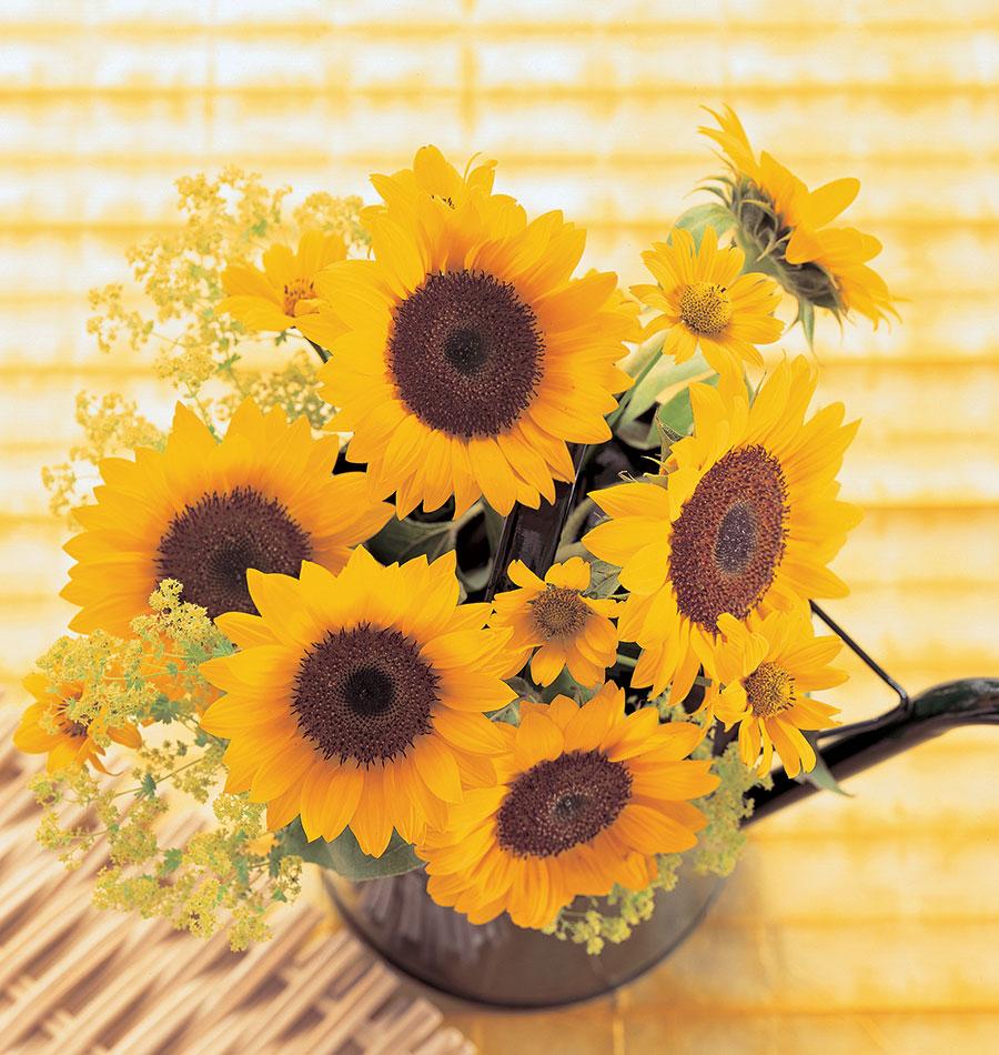 Sunflowers Sunrich Orange WCS Seeds