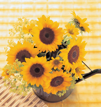 Sunflowers Sunrich Orange WCS Seeds
