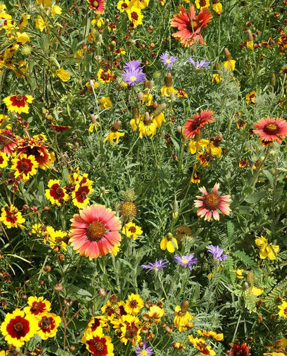 Wildflowers Southern Prairie Wildflower Blend WCS Seeds SM