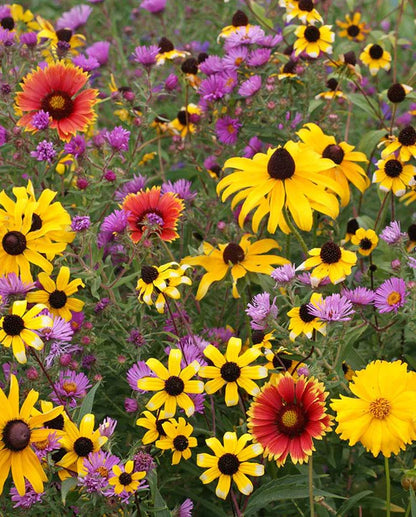 Wildflowers East Coast Blend WCS Seeds LG