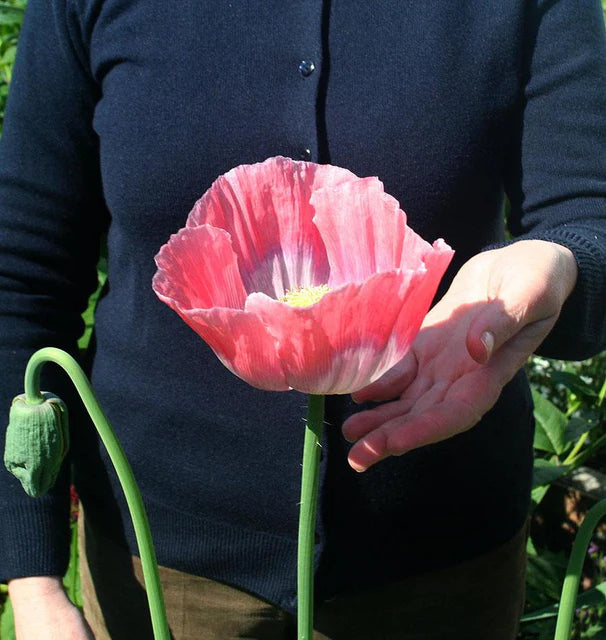 Poppy Giganthemum WCS Seeds